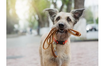Odgłosy psa – co oznaczają, jak je rozróżnić?